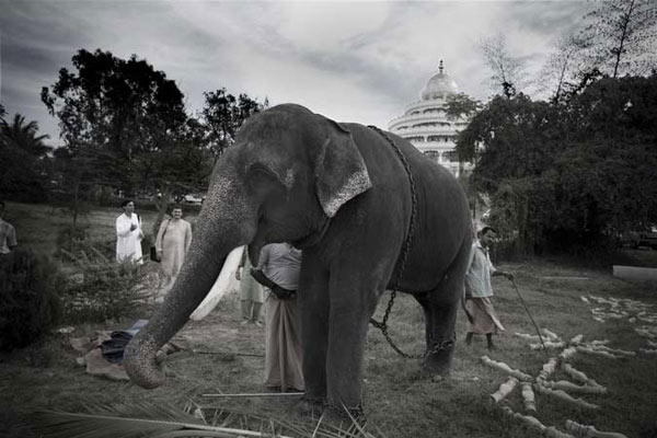 Commercial photo of an elephant in India.
